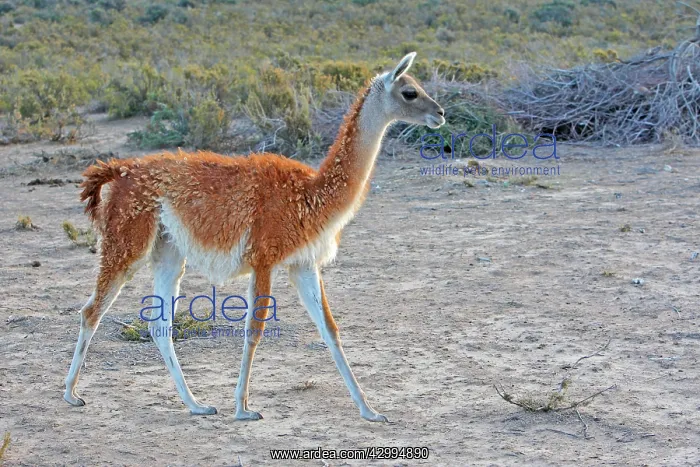 : Guanaco Valdes Peninsula, Patagonia, Argentina : Guanaco Valdes Peninsula, Patagonia, Argentina