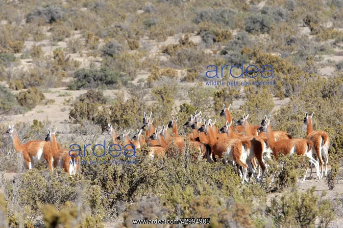 : Guanaco Valdes Peninsula, Patagonia, Argentina : Guanaco Valdes Peninsula, Patagonia, Argentina