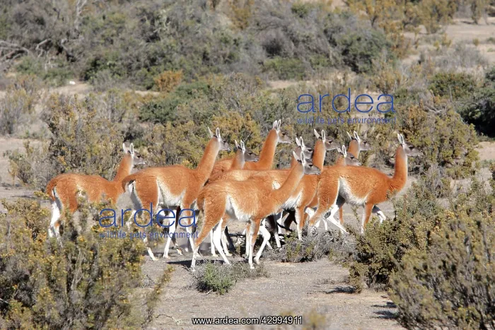 : Guanaco Valdes Peninsula, Patagonia, Argentina : Guanaco Valdes Peninsula, Patagonia, Argentina