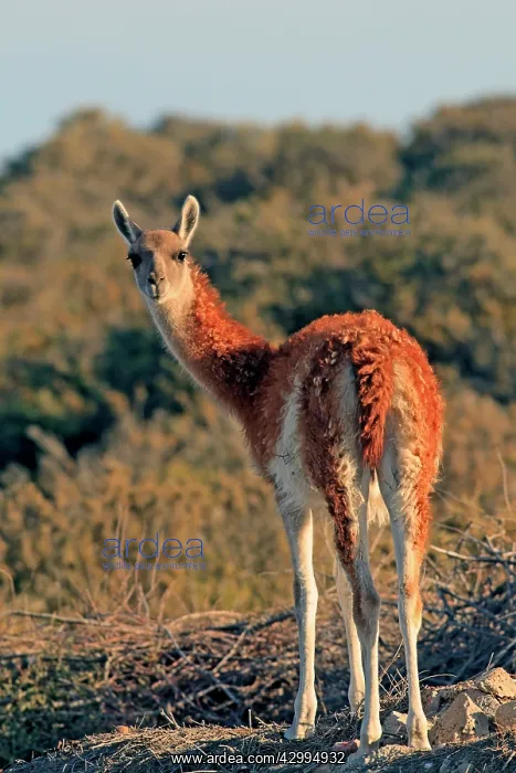 : Guanaco Valdes Peninsula, Patagonia, Argentina : Guanaco Valdes Peninsula, Patagonia, Argentina