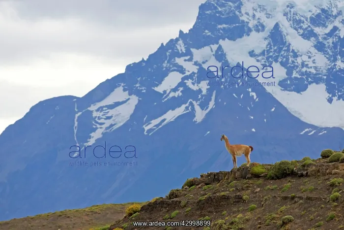 : Guanaco Torres del Paine National Park Magellan Region Patagonia Chile : Guanaco Torres del Paine National Park Magellan Region Patagonia Chile