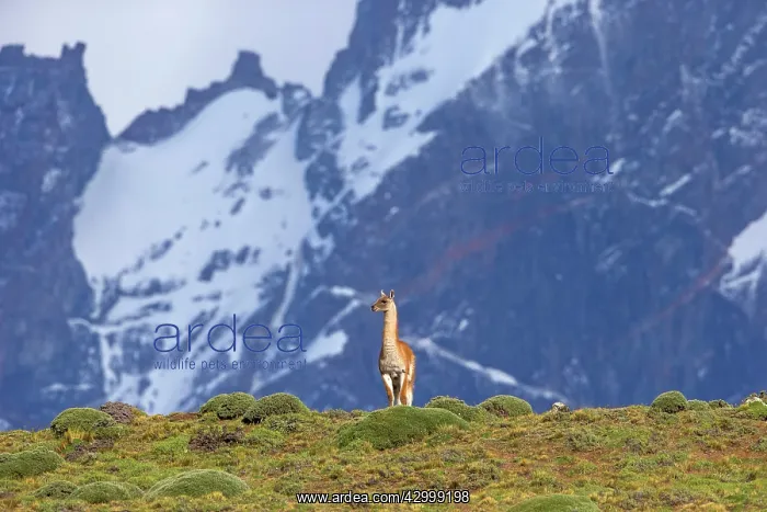 : Guanaco Torres del Paine National Park Magellan Region Patagonia Chile : Guanaco Torres del Paine National Park Magellan Region Patagonia Chile
