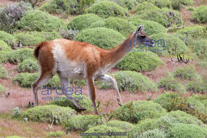 : Guanaco Torres del Paine National Park Magellan Region Patagonia Chile : Guanaco Torres del Paine National Park Magellan Region Patagonia Chile