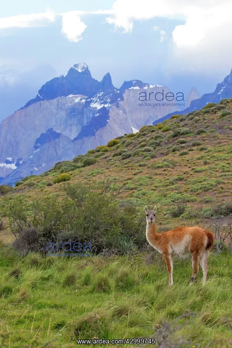 : Guanaco Torres del Paine National Park Magellan Region Patagonia Chile : Guanaco Torres del Paine National Park Magellan Region Patagonia Chile