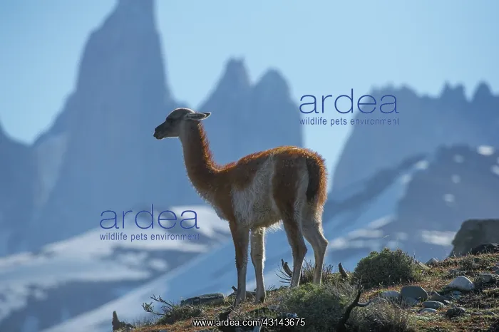 : Guanaco (Lama guanicoe) in front of the Torres del Paine overlooking the landscape : Guanaco (Lama guanicoe) in front of the Torres del Paine overlooking the landscape