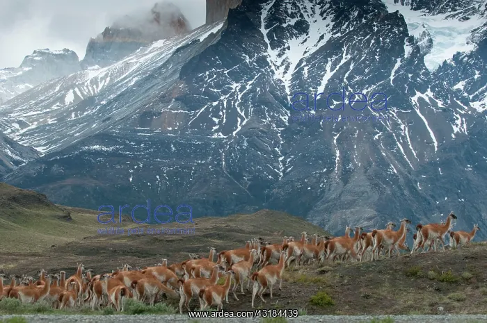 : Guanaco. Group of Guanacos (Lama guanicoe) in Torres del Paine National Park : Guanaco. Group of Guanacos (Lama guanicoe) in Torres del Paine National Park