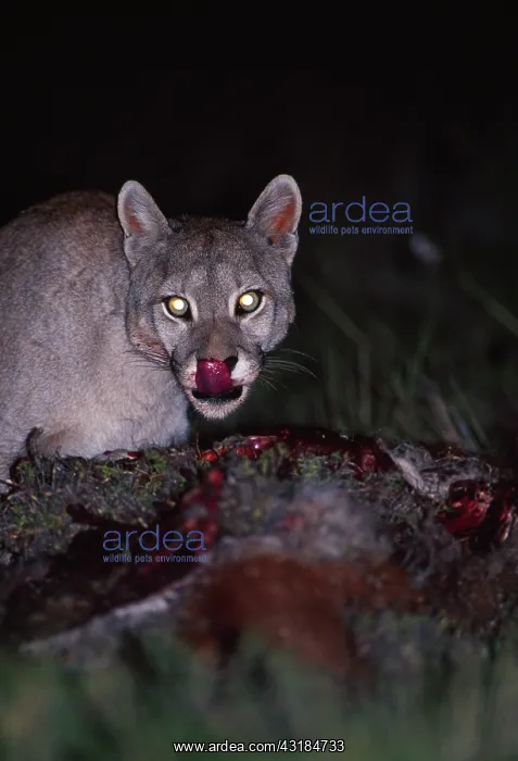 : Guanaco. Adult female Patagonian Puma (Felis concolor patagonica) crouched : Guanaco. Adult female Patagonian Puma (Felis concolor patagonica) crouched