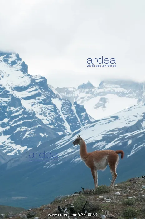 : Guanaco (Lama guanicoe) overlooking the landscape on a rock : Guanaco (Lama guanicoe) overlooking the landscape on a rock