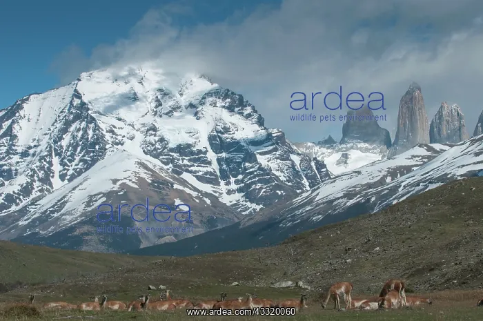 : Guanaco (Lama guanicoe) herd in the landscape of Torres del Paine National Park : Guanaco (Lama guanicoe) herd in the landscape of Torres del Paine National Park