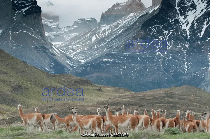 : Guanaco (Lama guanicoe) herd in the landscape of Torres del Paine National Park : Guanaco (Lama guanicoe) herd in the landscape of Torres del Paine National Park