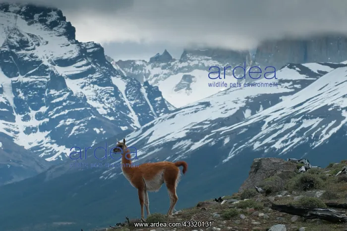 : Guanaco (Lama guanicoe) standing on mountain slope : Guanaco (Lama guanicoe) standing on mountain slope