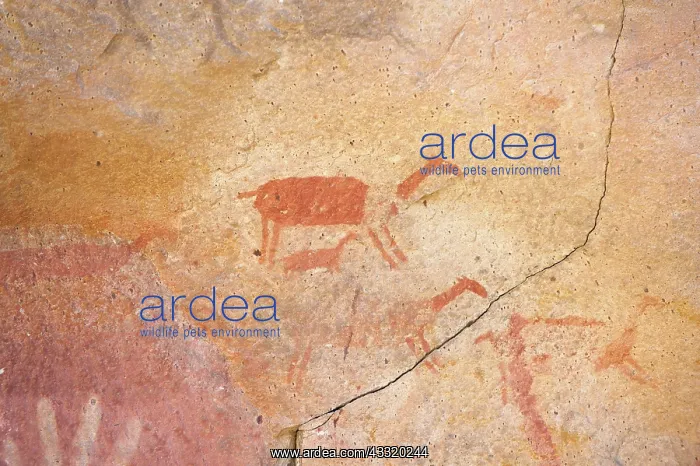: Guanaco. Rock paintings in Cave of the Hands near Perito Moreno in Argentina : Guanaco. Rock paintings in Cave of the Hands near Perito Moreno in Argentina