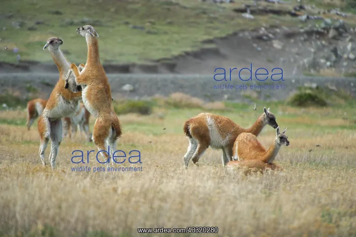 : Guanaco. Fighting Guanacos (Lama guanicoe) in Torres del Paine National Park : Guanaco. Fighting Guanacos (Lama guanicoe) in Torres del Paine National Park