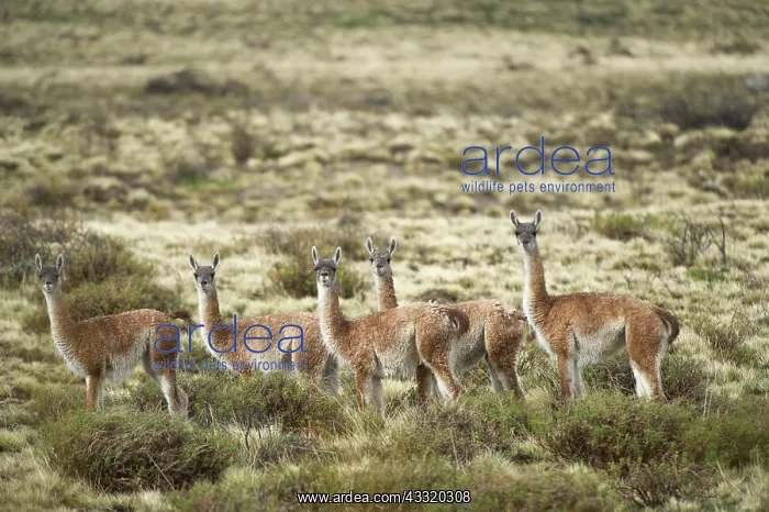 : Guanaco (Lama guanicoe) group standing in landscape : Guanaco (Lama guanicoe) group standing in landscape