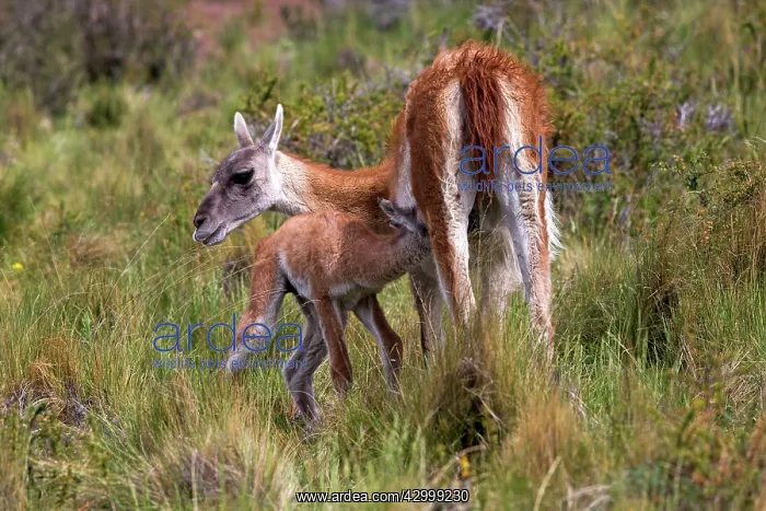 : Guanaco adult female nursing young : Guanaco adult female nursing young