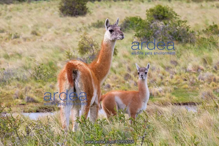 : Guanaco adult female and young : Guanaco adult female and young