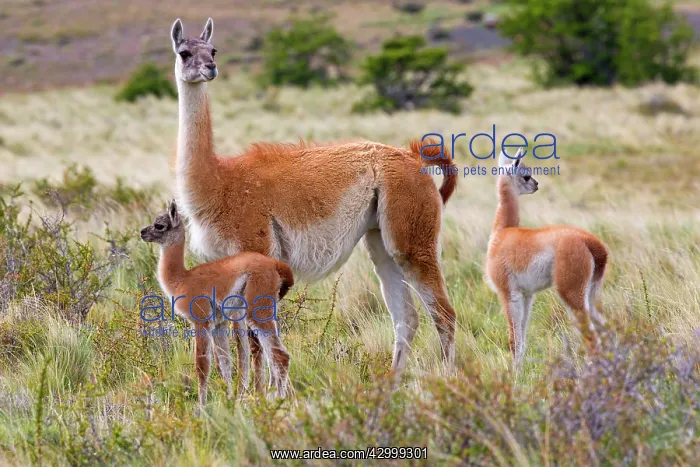 : Guanaco adult female and young : Guanaco adult female and young