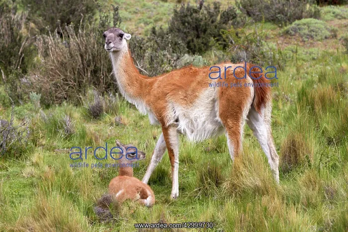 : Guanaco adult female and young : Guanaco adult female and young