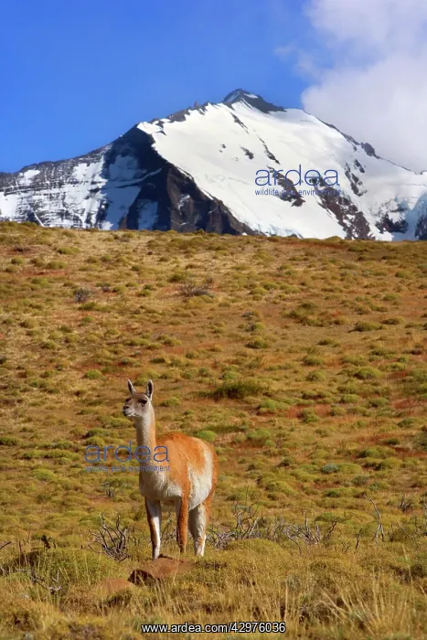 : Guanaco - one adult standing at the foot of a grassy : Guanaco - one adult standing at the foot of a grassy