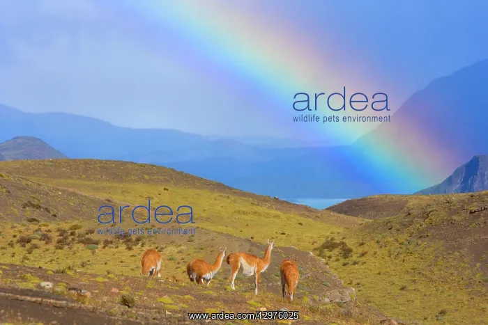: Guanaco - some adults standing on grassy slopes : Guanaco - some adults standing on grassy slopes
