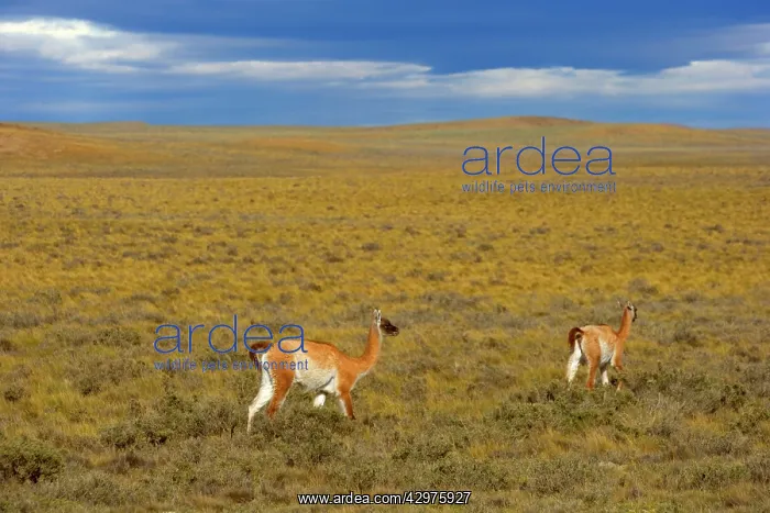 : Guanaco - two adults walking through the windswept : Guanaco - two adults walking through the windswept