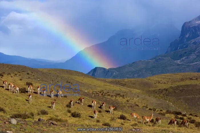 : Guanaco - big herd grazing on grassy slopes under : Guanaco - big herd grazing on grassy slopes under