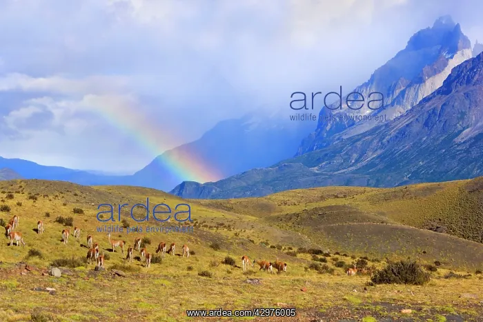 : Guanaco - big herd grazing on grassy slopes under : Guanaco - big herd grazing on grassy slopes under