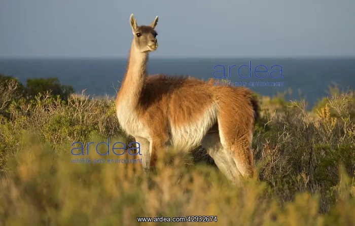 : GUANACO - on the coast of Patagonia : GUANACO - on the coast of Patagonia