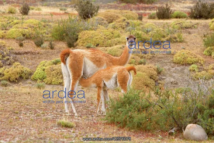  : Guanaco - female nursing young in pampa