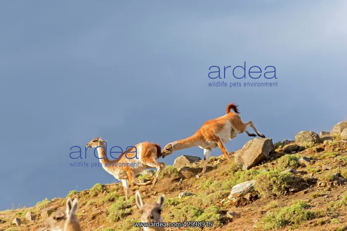 : Guanaco fighting : Guanaco fighting