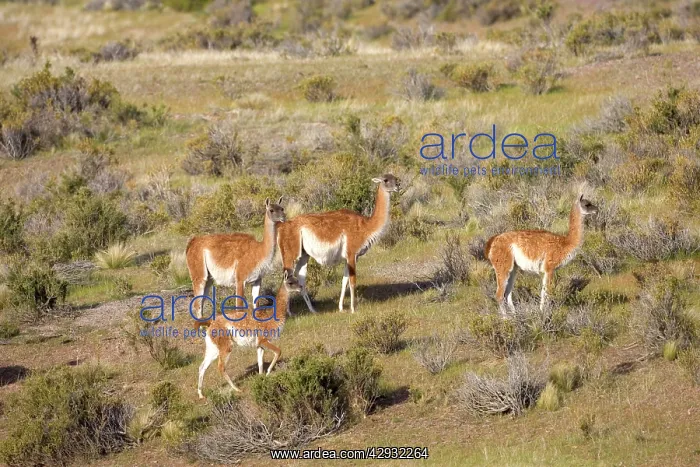 : Guanaco - group : Guanaco - group