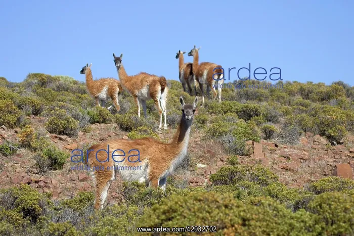 : Guanaco - group : Guanaco - group