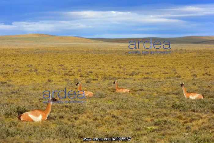: Guanaco - a group of adults resting in the windswept : Guanaco - a group of adults resting in the windswept