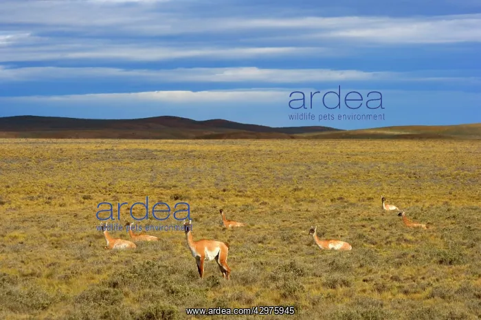 : Guanaco - a group of adults resting in the windswept : Guanaco - a group of adults resting in the windswept