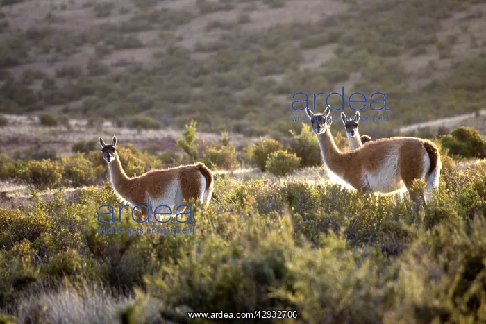 : Guanaco - group, backlit : Guanaco - group, backlit