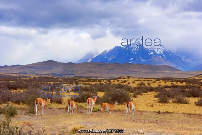 : Guanaco - group of grazing guanacos in front of : Guanaco - group of grazing guanacos in front of