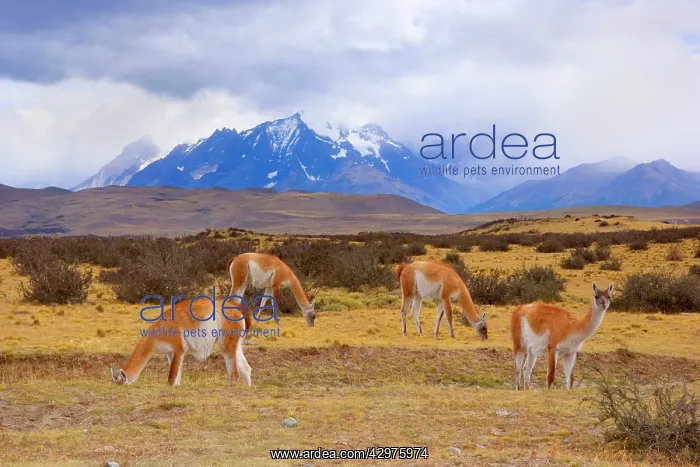 : Guanaco - group of grazing guanacos in front of : Guanaco - group of grazing guanacos in front of