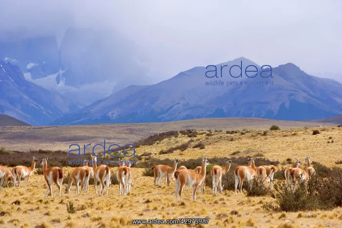 : Guanaco - group of grazing guanacos in front of : Guanaco - group of grazing guanacos in front of
