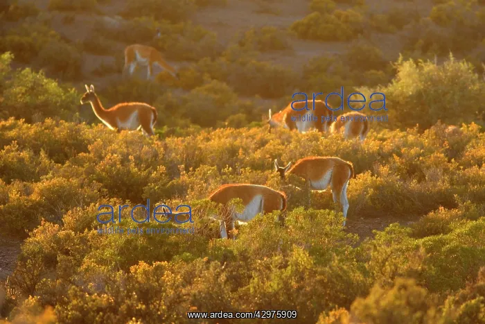 : Guanaco - group of guanacos standing in the pampa : Guanaco - group of guanacos standing in the pampa