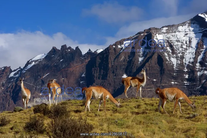 : Guanaco - herd of adults grazing on grassy slopes : Guanaco - herd of adults grazing on grassy slopes