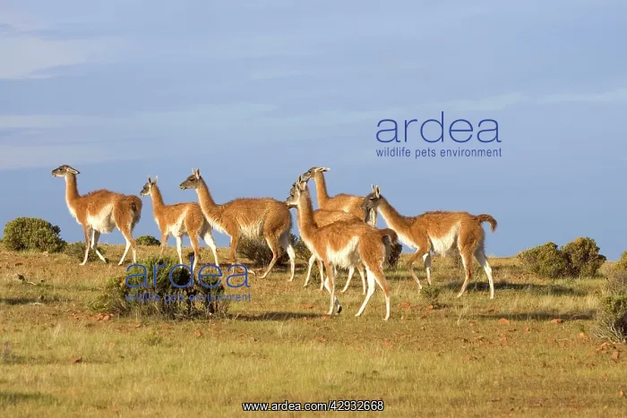: GUANACO - herd on the coast of Patagonia : GUANACO - herd on the coast of Patagonia