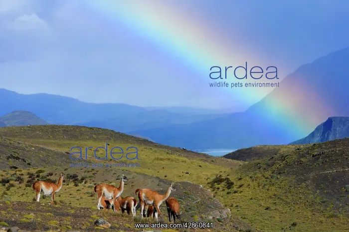 : Guanaco - herd grazing on grassy slopes under a : Guanaco - herd grazing on grassy slopes under a