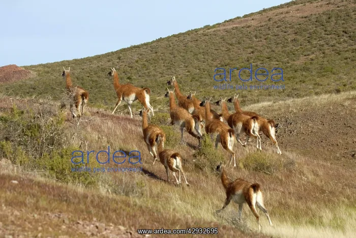  : Guanaco - herd running