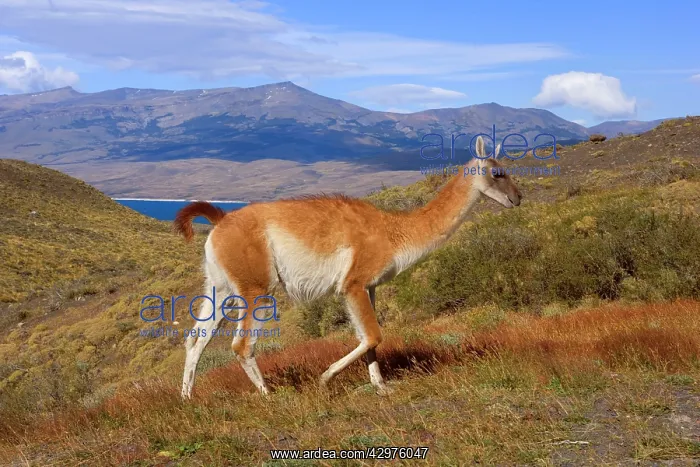 : Guanaco - impressive male walking through andean : Guanaco - impressive male walking through andean