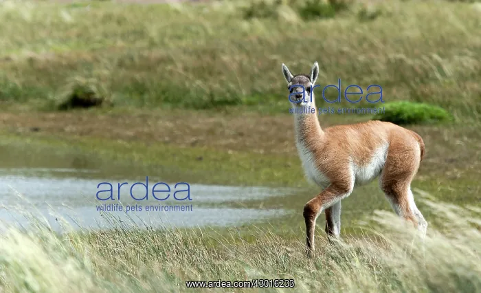  : Guanaco juvenile walking on grass