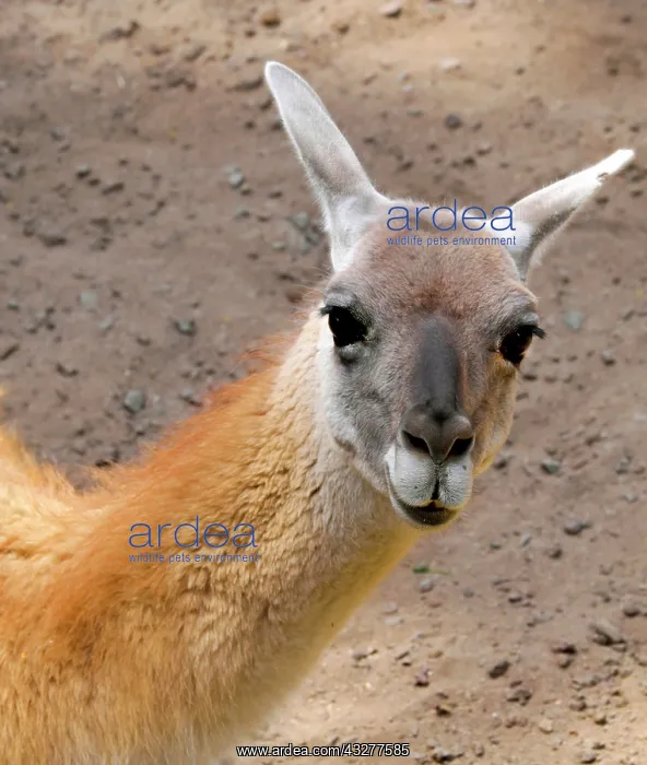 : Guanaco (Lama guanicoe), animal portrait, captive : Guanaco (Lama guanicoe), animal portrait, captive