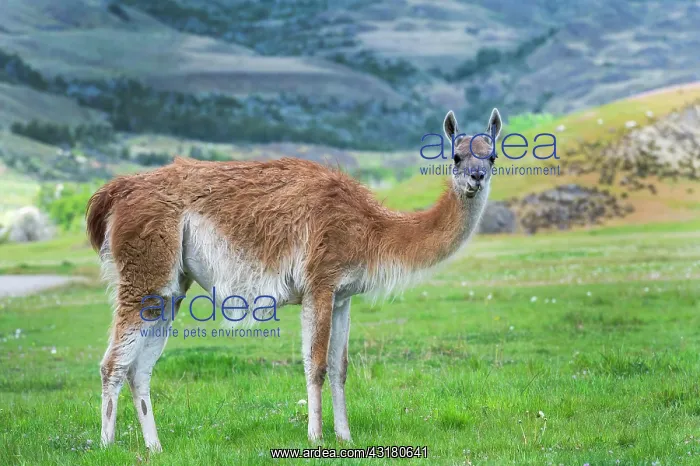 : Guanaco (Lama guanicoe), Patagonia National Park : Guanaco (Lama guanicoe), Patagonia National Park