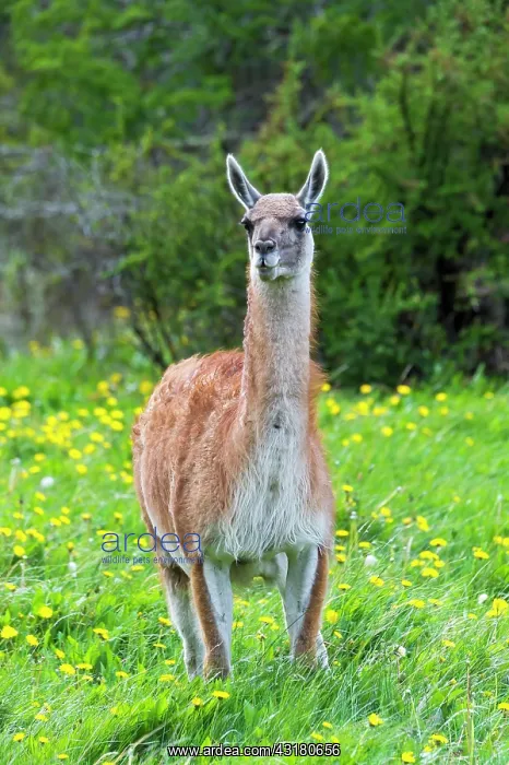 : Guanaco (Lama guanicoe), Patagonia National Park : Guanaco (Lama guanicoe), Patagonia National Park