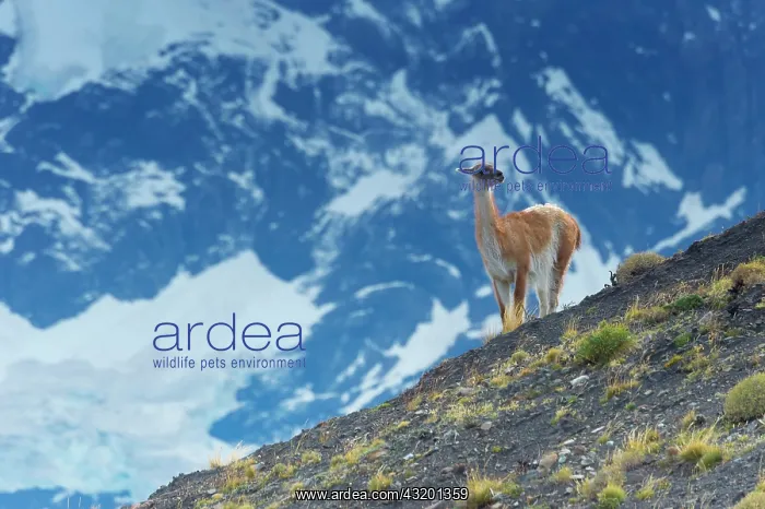 : Guanaco (Lama guanicoe) on a ridge, Torres del Paine : Guanaco (Lama guanicoe) on a ridge, Torres del Paine