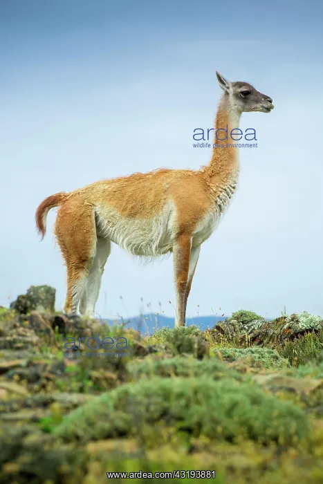 : Guanaco (Llama guanicoe), also, is on lookout : Guanaco (Llama guanicoe), also, is on lookout